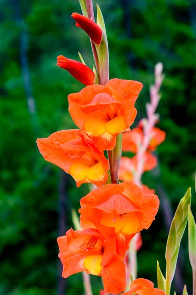 Όμορφα Κόκκινα Λουλούδια Του Gladiolus Στον Κήπο — Φωτογραφία Αρχείου