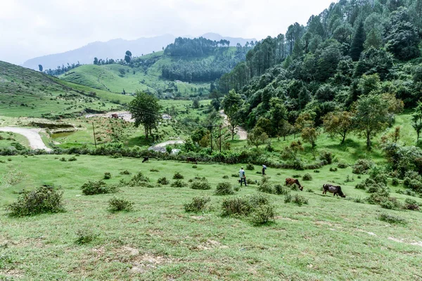 Hierba Verde Árboles Las Montañas —  Fotos de Stock