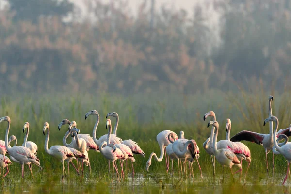 Suda Flamingo Sürüsü — Stok fotoğraf