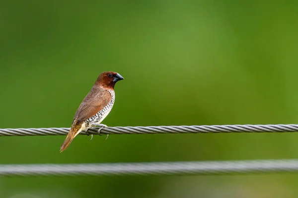 Vista Panorámica Hermoso Pájaro Alambre Munia Lonchura Punctulata Pecho Escamoso — Foto de Stock