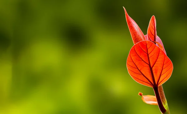Όμορφα Κόκκινα Φθινοπωρινά Φύλλα — Φωτογραφία Αρχείου