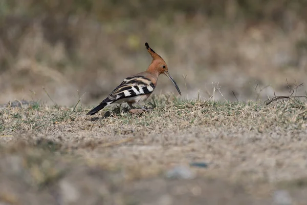 Hooppe Pájaro Sentado Suelo — Foto de Stock