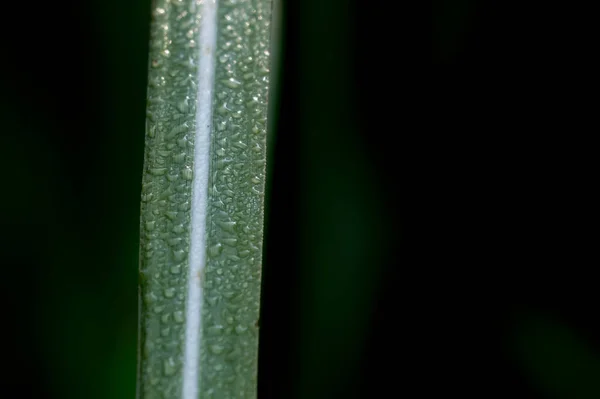 Groen Blad Met Dauwdruppels Een Zwarte Achtergrond — Stockfoto