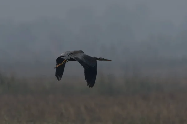 Pájaro Volando Cielo — Foto de Stock