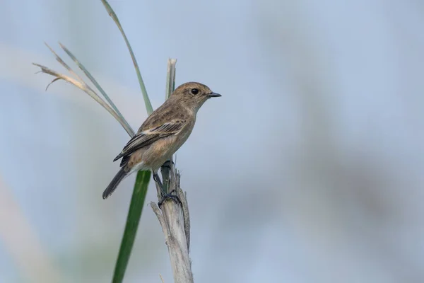 Pájaro Una Rama Árbol — Foto de Stock