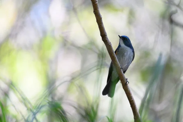 Hermoso Pájaro Una Rama — Foto de Stock