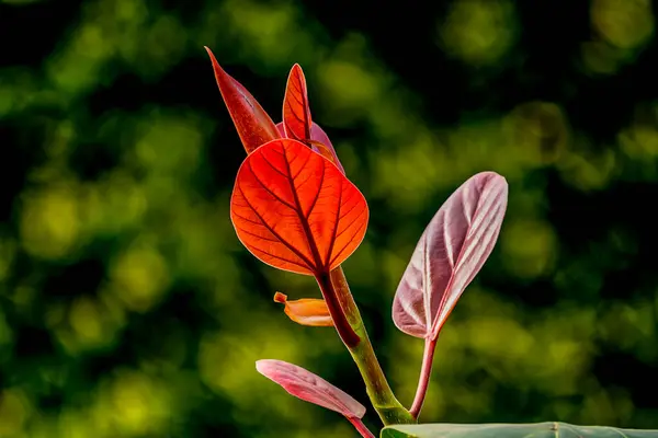 Beautiful Botanical Shot Red Leaves Tree Branch — Stock Photo, Image