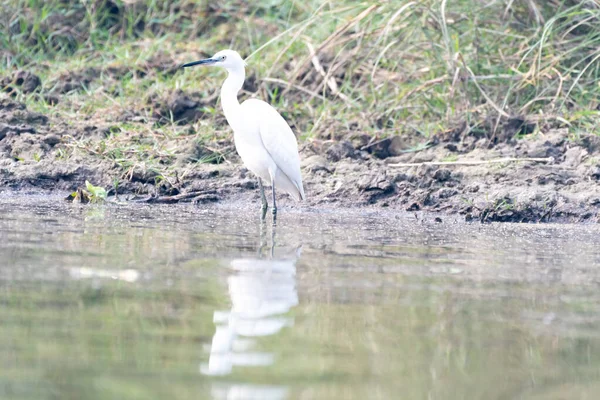 Great Egret Water — Stock Photo, Image