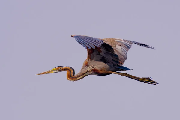 Gran Garza Ardea Cinerea — Foto de Stock