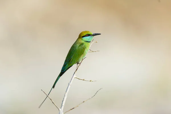Belo Pássaro Verde Ramo — Fotografia de Stock