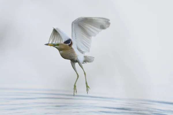 Kuş Nehirde Uçuyor — Stok fotoğraf