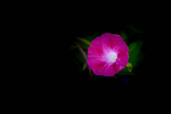 Beautiful Pink Flower Garden — Stock Photo, Image