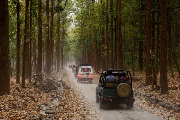 Pohled Auta Projíždějící Silnici Lese — Stock fotografie