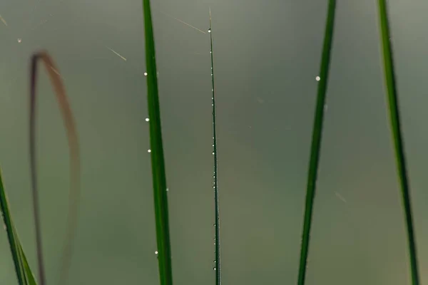 Grünes Gras Mit Tautropfen — Stockfoto