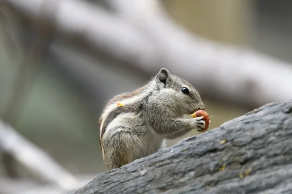 Esquilo Comendo Noz Uma Árvore — Fotografia de Stock