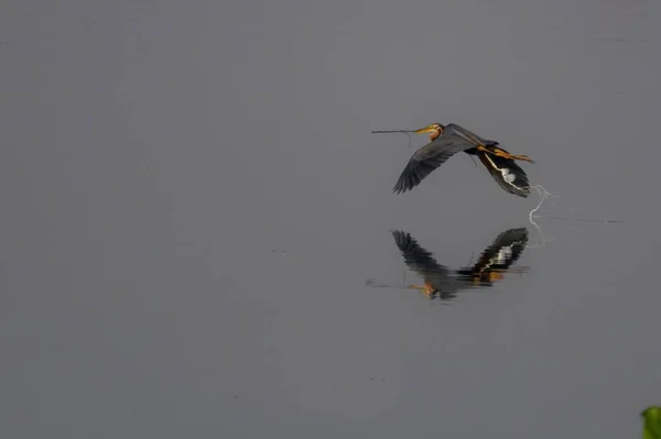 Reflejo Pájaro Volando Sobre Agua — Foto de Stock