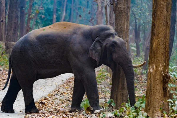 Слон Лесу — стоковое фото
