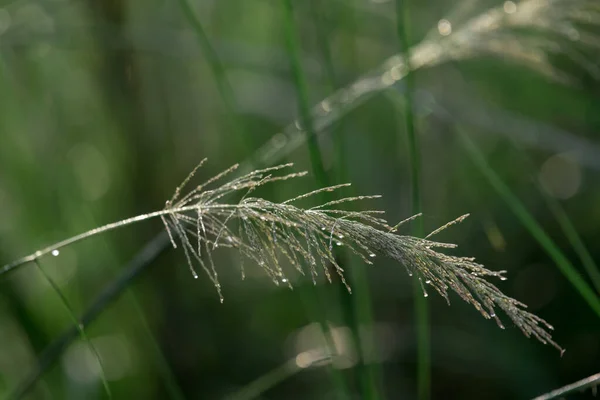 森の中の緑の草 — ストック写真