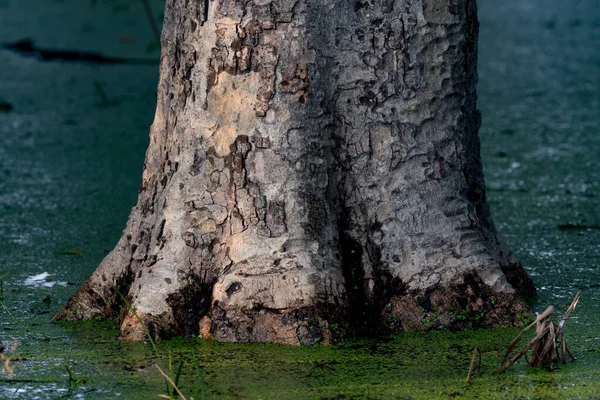 tree trunk in lake water, nature flora