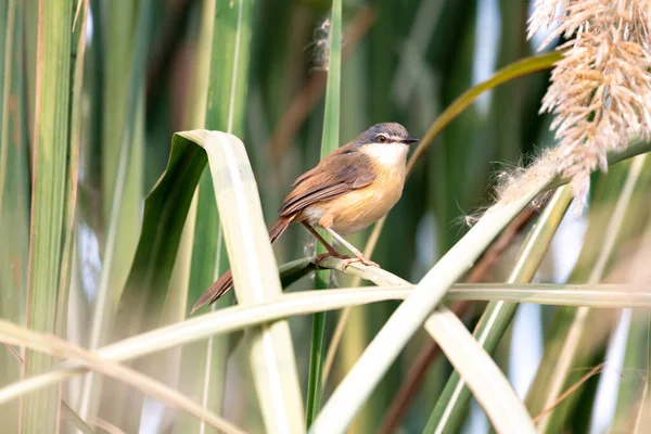 Pájaro Una Rama Bosque — Foto de Stock