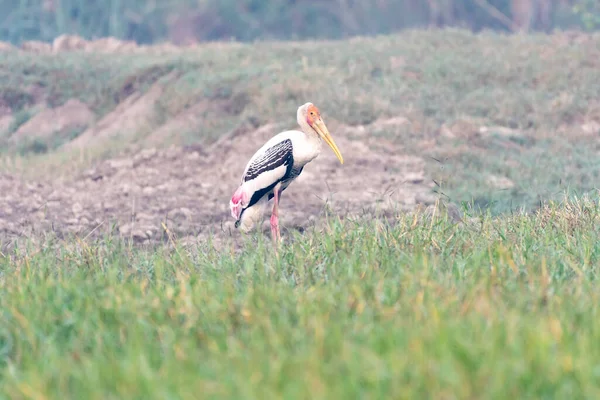 Storch Auf Dem Feld — Stockfoto