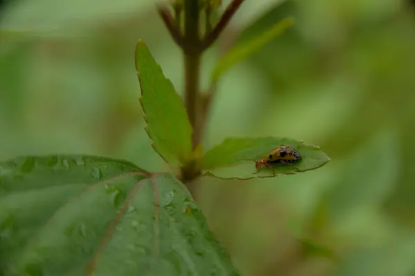 Close Tiro Bug Escuro Folha Verde — Fotografia de Stock