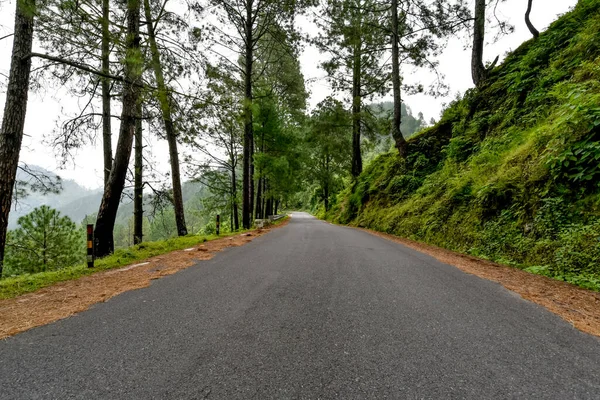 Road Forest — Stock Photo, Image