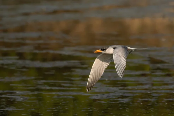 Flussseeschwalbe Fliegt Bei Sonnenaufgang Über Das Wasser — Stockfoto