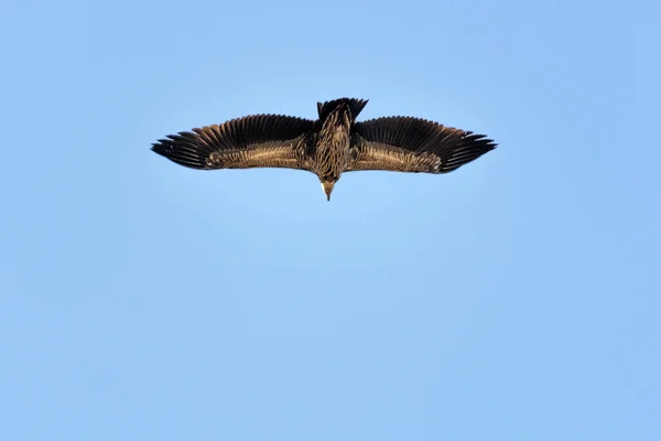 Águila Calva Volando Cielo — Foto de Stock