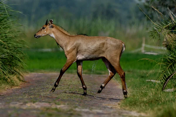 Indian Blue Bull Outdoor — Stockfoto