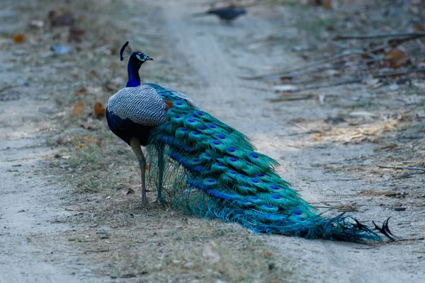 Hermoso Pavo Real Con Plumas Azules — Foto de Stock