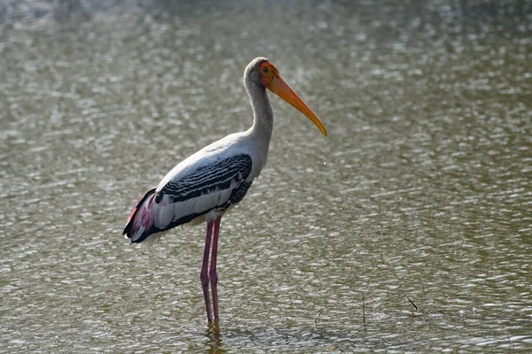 Closeup Shot Pink Stork Lake — Stock Photo, Image