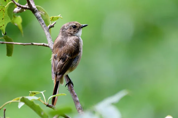 Pájaro Una Rama Árbol — Foto de Stock