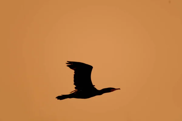 Silhouette Uccello Sullo Sfondo Del Tramonto — Foto Stock