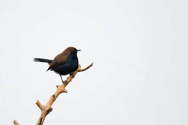 Пухкий Птах Гілці — стокове фото