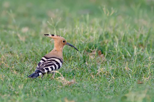 Hooppe Bird Sitting Ground — Stock Photo, Image