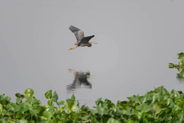 Fågel Som Flyger Över Vatten — Stockfoto