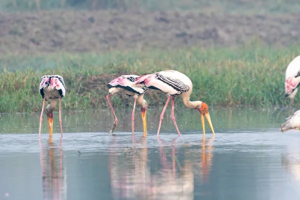 Group Young Flamingos Water — Stock Photo, Image