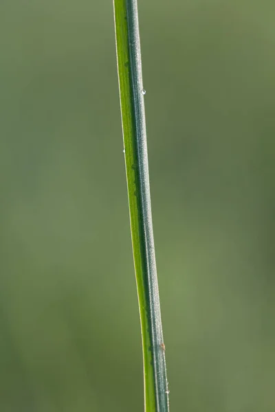 Hoja Verde Sobre Tierra Borrosa — Foto de Stock