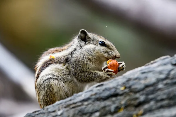 Squirrel Nut Tree — Stock Photo, Image