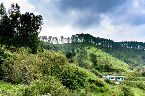 Ağaçlar ve bitkilerle kaplı güzel dağ manzarası