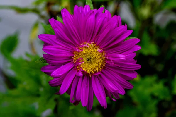 Belle Fleur Rose Dans Jardin — Photo