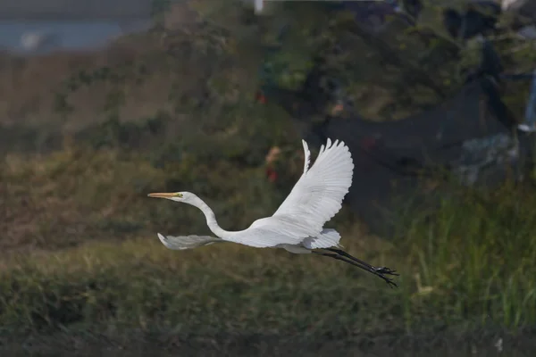 Fehér Egret Repülés Közben — Stock Fotó