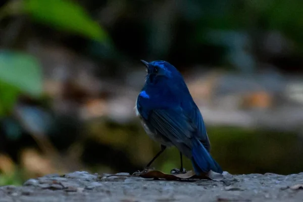 Primer Plano Pájaro Con Plumas Azules — Foto de Stock