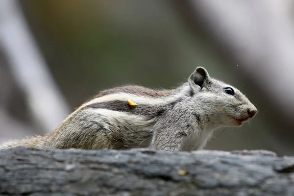 Close Esquilo Cauda Preta Galho Árvore — Fotografia de Stock