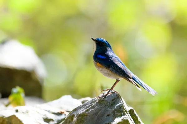 石の上に青い鳥が倒れた — ストック写真