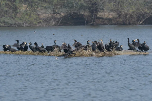 Sudaki vahşi ördekler