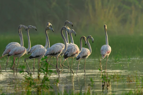 Suda Güzel Pembe Flamingolar — Stok fotoğraf