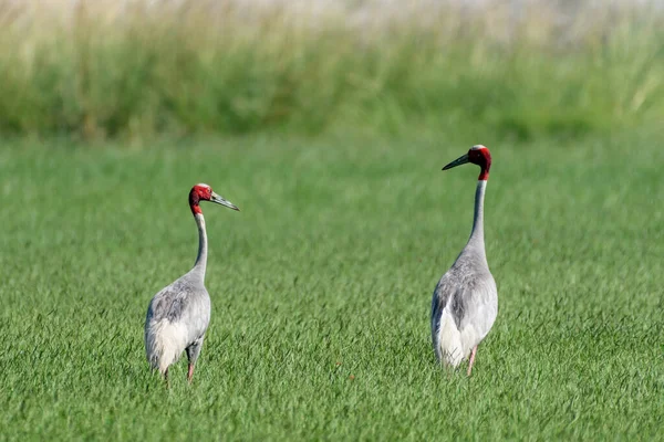 Stork Grass — Stock Photo, Image