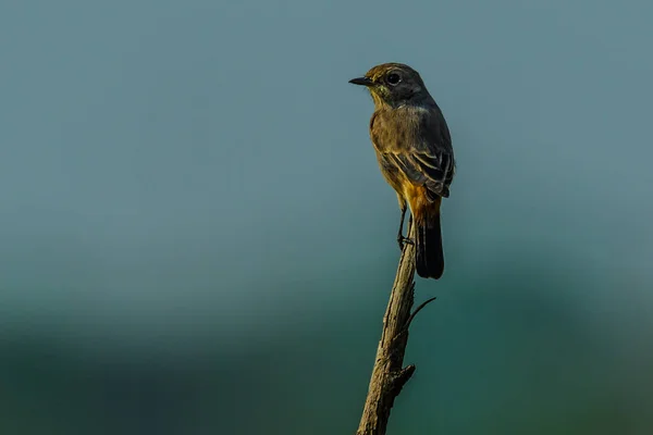 Schöner Vogel Auf Einem Ast — Stockfoto